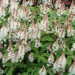 Tiarella cordifolia 'Spring Symphony' - Tiarella cordifolia 'Spring Symphony'