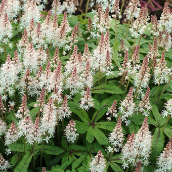 Tiarella cordifolia 'Spring Symphony'