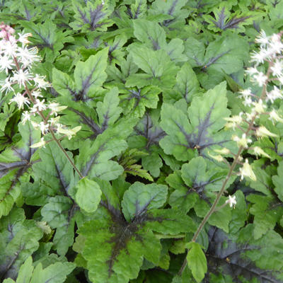 Tiarella 'Sugar and Spice' - 