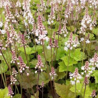 Tiarella cordifolia 'Tiger Stripe'