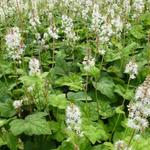 Tiarella  wherryi