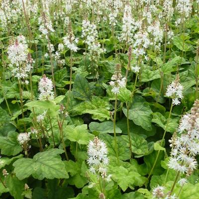 Tiarella  wherryi - Tiarella wherryi