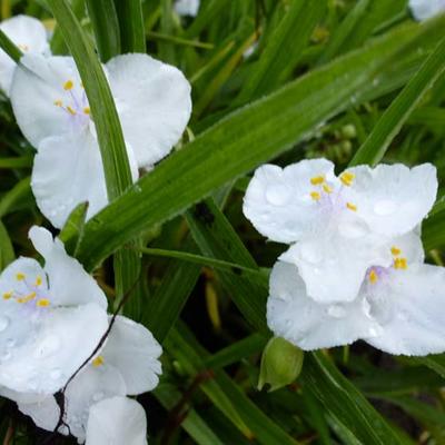 Tradescantia andersoniana 'Innocence' - 