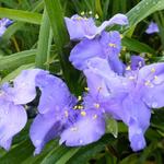 Tradescantia andersoniana 'J.C. Weguelin' - 