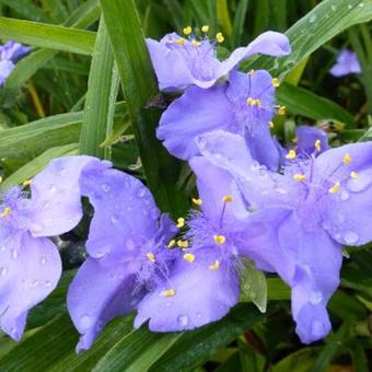 Tradescantia andersoniana 'J.C. Weguelin'