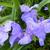 Tradescantia andersoniana 'J.C. Weguelin'