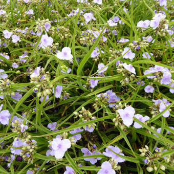 Tradescantia andersoniana 'Little Doll'