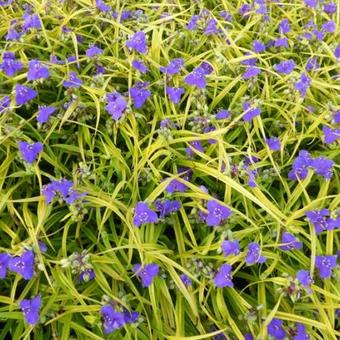 Tradescantia x andersoniana 'Lucky CHARM'