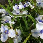 Tradescantia andersoniana 'Osprey' - 