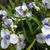 Tradescantia andersoniana 'Osprey'