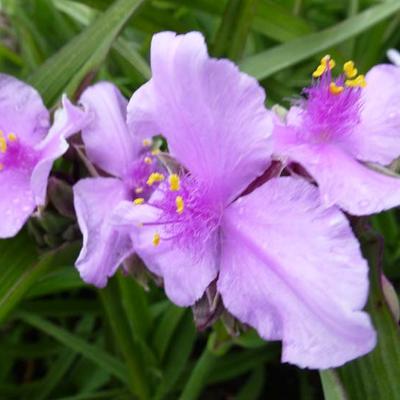 Tradescantia x andersoniana 'Perinne's Pink' - 