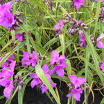 Tradescantia andersoniana 'Red Grape' - 