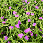 Tradescantia andersoniana 'Rubra' - Tradescantia andersoniana 'Rubra'