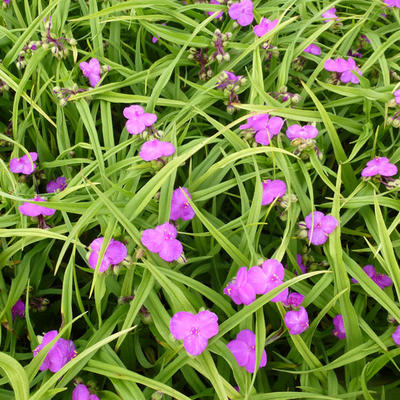 Tradescantia andersoniana 'Rubra' - 