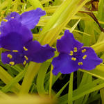 Tradescantia andersoniana 'Sweet Kate' - Tradescantia andersoniana 'Sweet Kate'