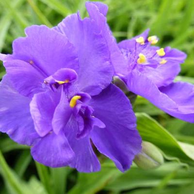 Tradescantia andersoniana 'Zwanenburg Blue' - 