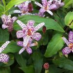 Tricyrtis formosana - 