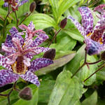 Tricyrtis hirta 'Miyazaki' - 