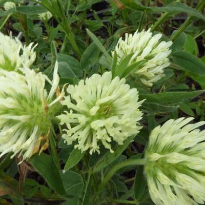 Trifolium ochroleucum - 