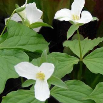 Trillium grandiflorum