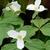 Trillium grandiflorum