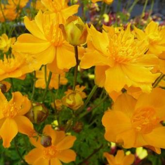 Trollius asiaticus