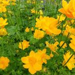 Trollius chinensis 'Golden Queen' - 