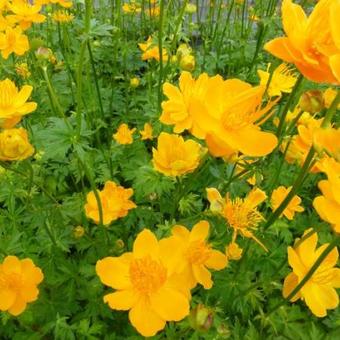 Trollius chinensis 'Golden Queen'