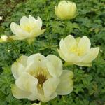 Trollius x cultorum 'New Moon' - 