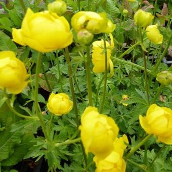 Trollius europaeus