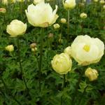 Trollius x cultorum 'Alabaster' - 