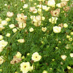 Trollius x cultorum 'Taleggio' - 