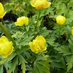 Trollius 'Lemon Queen' - 