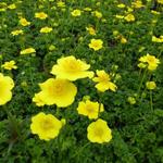 Trollius pumilus - Zwerg-Trollblume