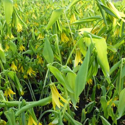 Uvularia grandiflora - 