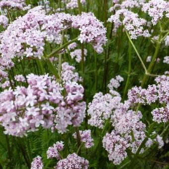 Valeriana officinalis