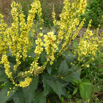 Molène noire - Verbascum nigrum