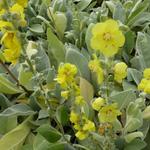 Verbascum bombyciferum 'Polarsommer' - 