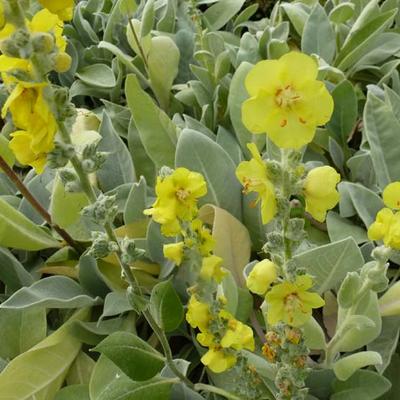 Verbascum bombyciferum 'Polarsommer' - 