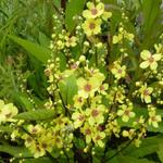 Verbascum chaixii - 