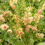 Verbascum 'Jackie' - 