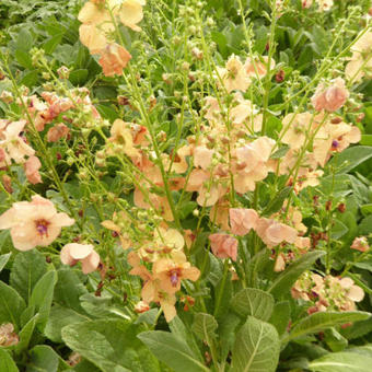 Verbascum 'Jackie'