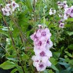 Verbascum 'Pink Domino' - Verbascum 'Pink Domino'