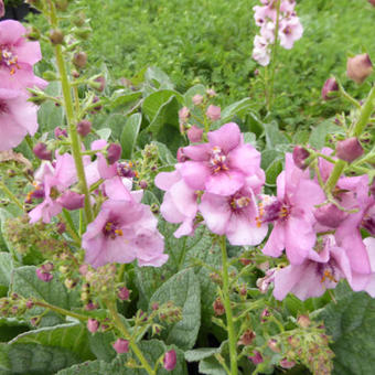 Verbascum 'Rosie'