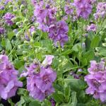 Verbascum 'Sugar Plum' - 