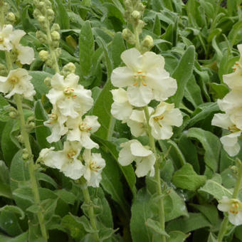 Verbascum phlomoides 'Spica'