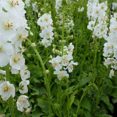 Verbascum phoeniceum 'Flush of White'