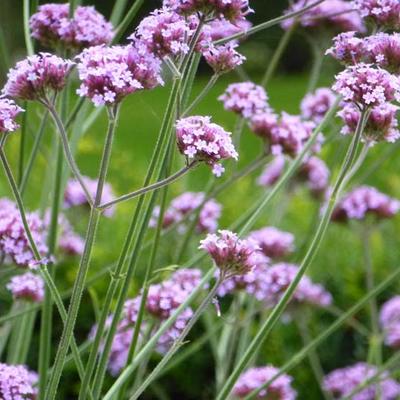 Verbena bonariensis - Verveine de Buenos-Aires