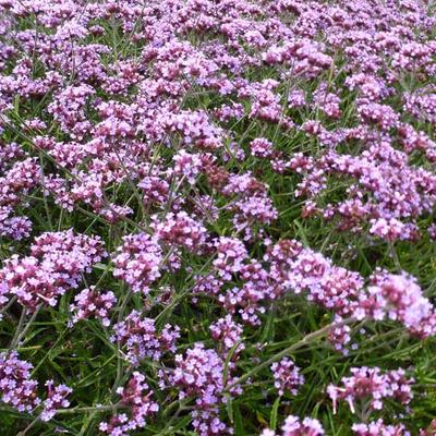 Verbena bonariensis 'Lollipop' - 