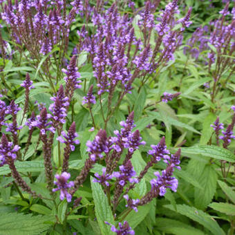 Verbena hastata